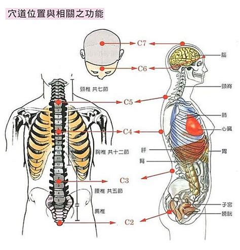 長生學穴位